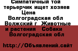 Симпатичный той - терьерчик ищет хозяев › Цена ­ 5 000 - Волгоградская обл., Волжский г. Животные и растения » Собаки   . Волгоградская обл.